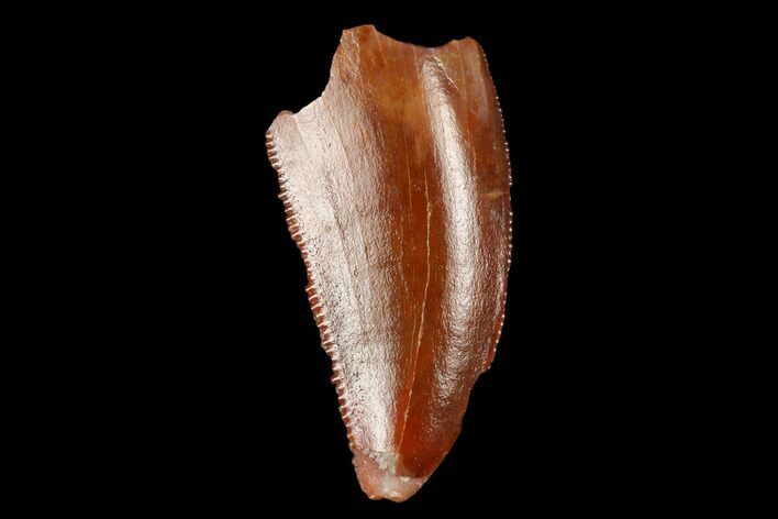 Serrated, Raptor Tooth - Real Dinosaur Tooth #178471